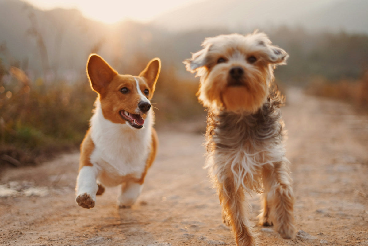 For Dogs