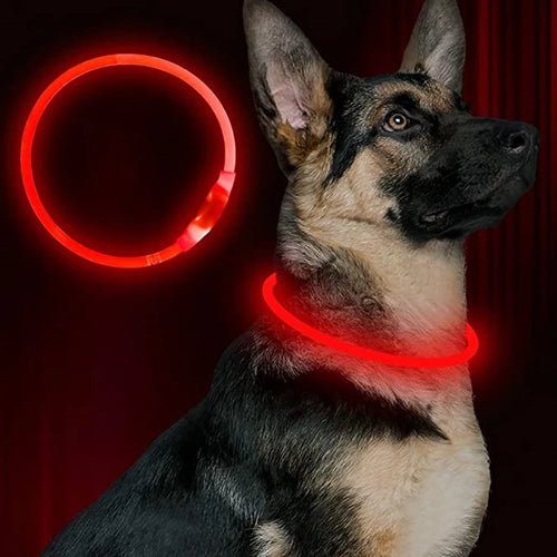 LED dog collar USB charging