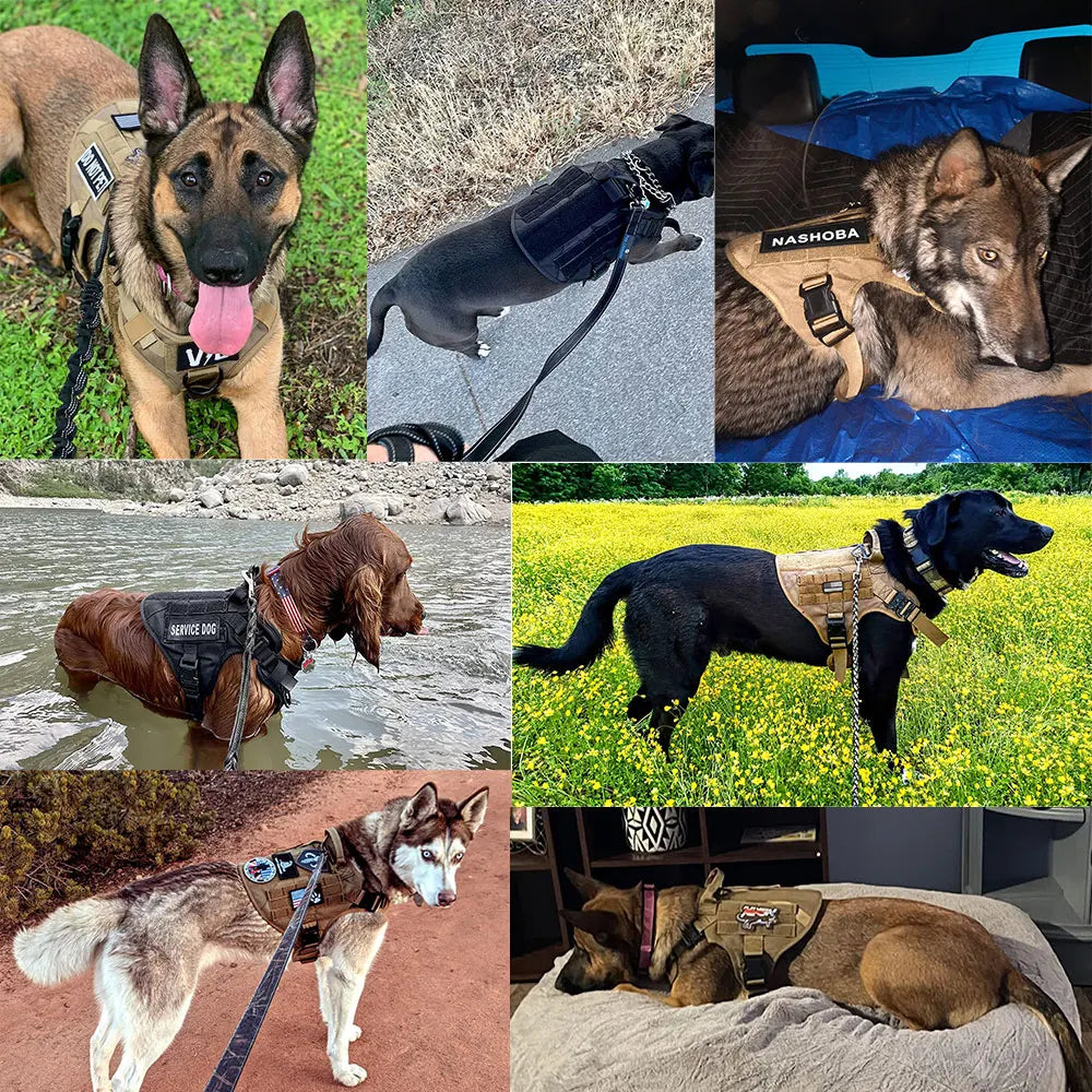 Tactical Dog Harness and Leash Walk Kit for Medium and Large Dogs