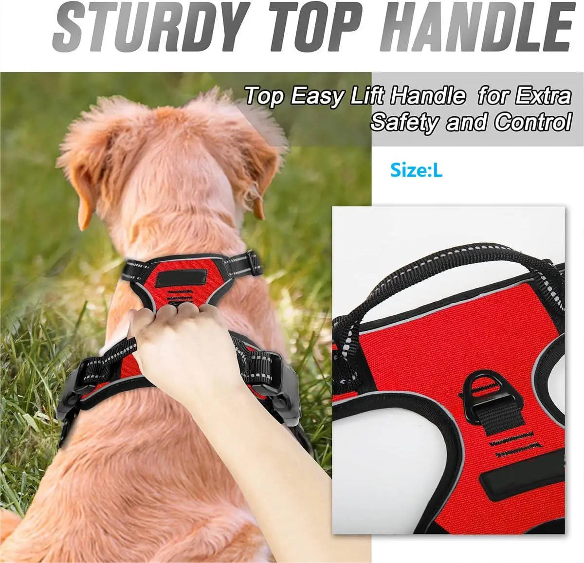Dog harness on a dog