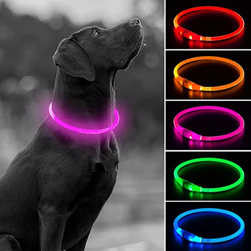 LED safety dog collar glowing at night